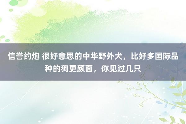 信誉约炮 很好意思的中华野外犬，比好多国际品种的狗更颜面，你见过几只